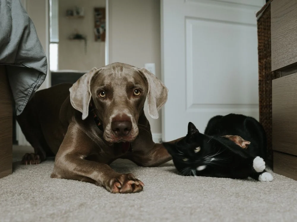 Dog and cat enjoying apartment living